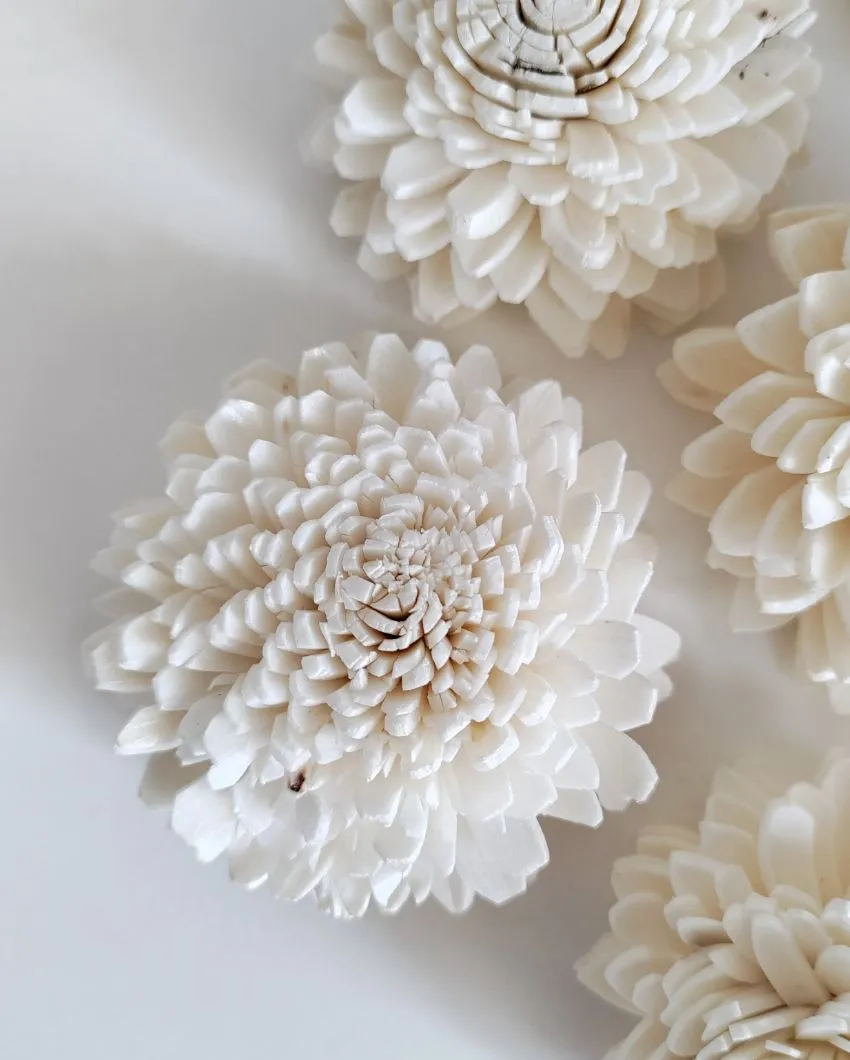 Coressa Sholapith DIY Flower Bunch | Vase Not Included | 11 Flower Heads