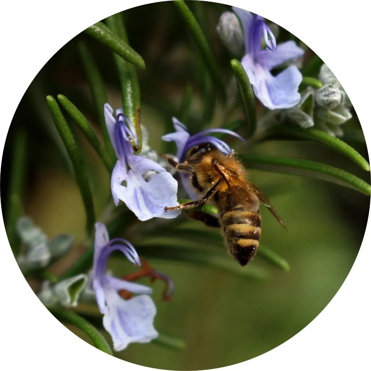 LIVING LIBATIONS - Rosemary Essential Oil