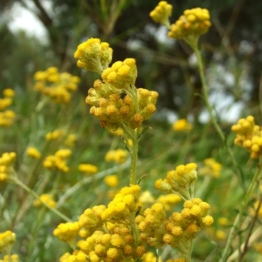 Oil & Water Purifying Ritual